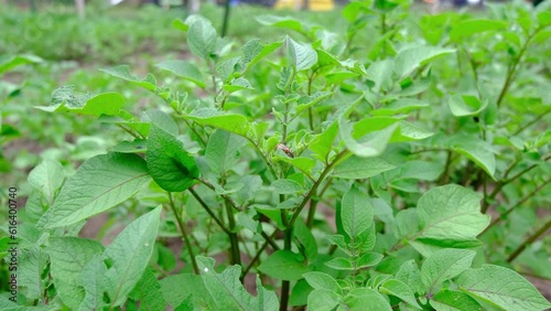 Wallpaper Mural Slow motion of beetle sitting on potato plant while moving camera right to left. Torontodigital.ca