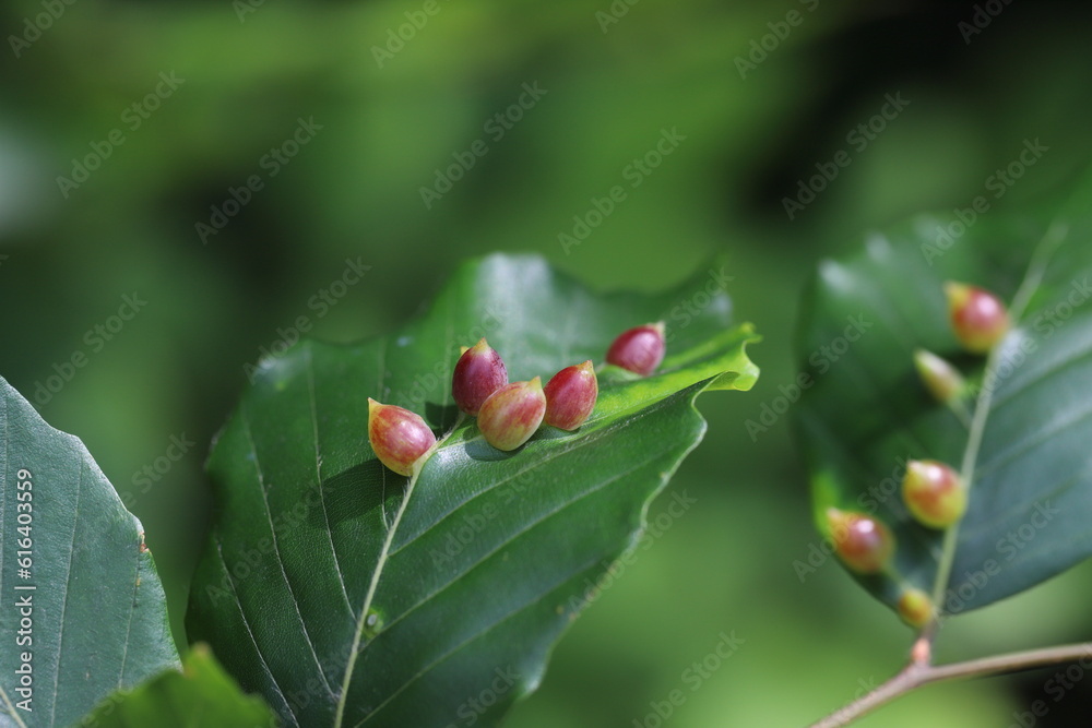 Obraz premium Galls of the Gall Midge (Mikiola fagi) on leaves of Common Beech (Fagus sylvatica).