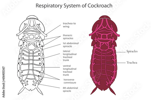 Cockroach respiratory system, Tracheae facilitate efficient gas exchange photo