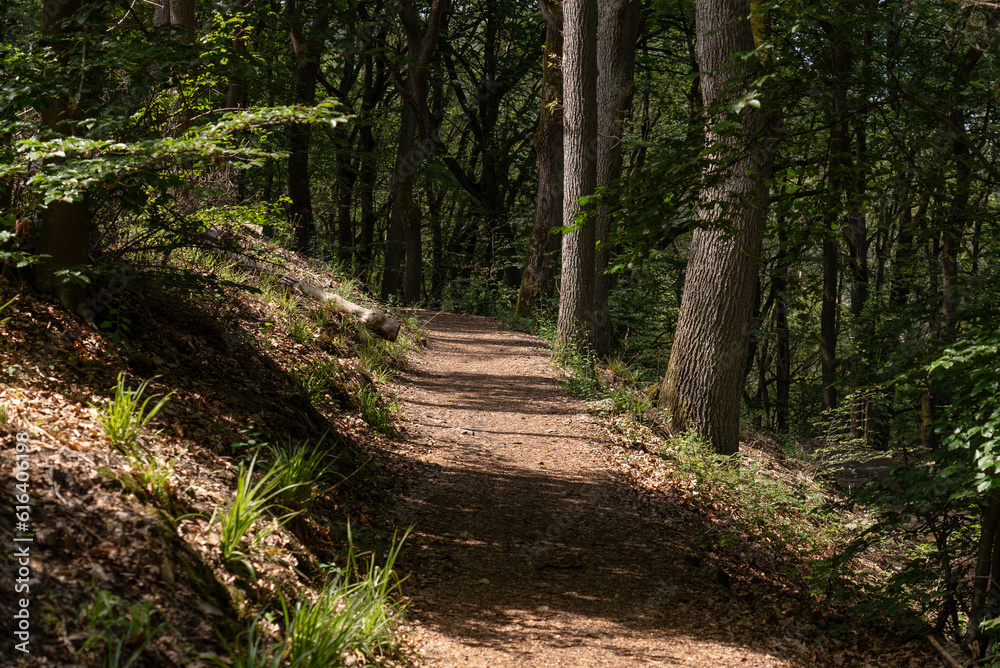 Fototapeta premium Altstraße bei Bingen zum Damianskopf (Hildegard von Bingen Weg)