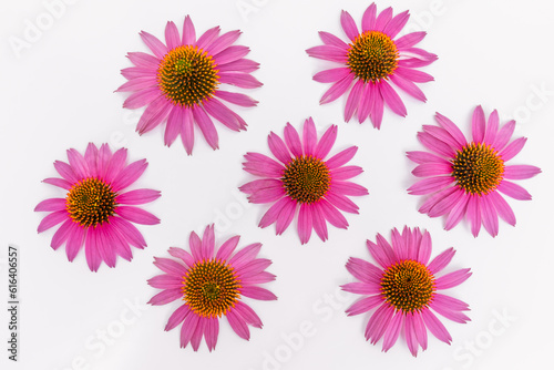 Pattern from inflorescences of purple echinacea flowers on a white background. View from above