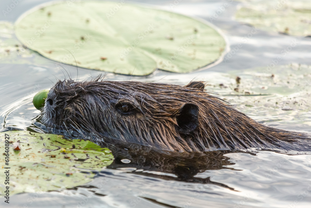 Nutria (Myocastor coypus) in a small lake near Giessen in Hessia, Germany Nutria (Myocastor coypus) in a small lake near Giessen in Hessia, Germany
