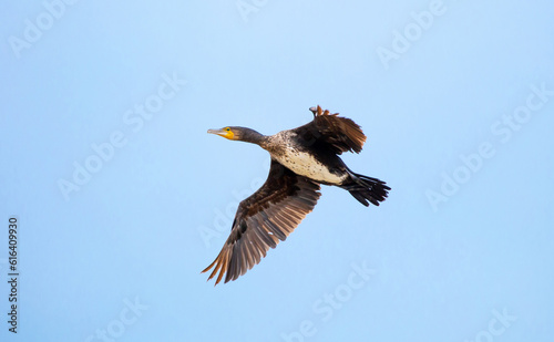 The great cormorant flies in the sky. Waterfowl on the lake. Wild nature, beautiful scenery. A flock of birds on the shore during the hunting season for game. Phalacrocorax carbo.