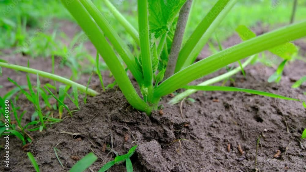 Close up of young zucchini stems and moving camera away exposing whole plant growing in vegetable garden. Close up of young zucchini stems and moving camera away exposing whole plant growing in vegetable garden.