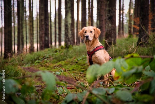 Golden Retriever 