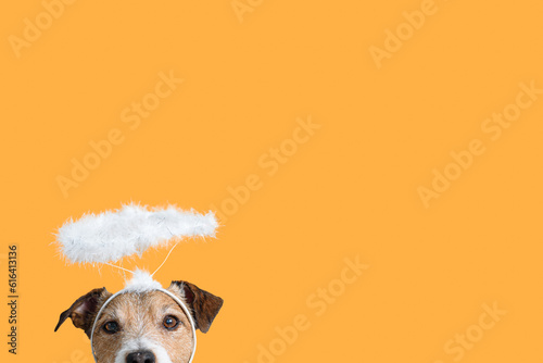 Billede på lærred Dog angel with aura nimbus on solid color background as concept of love