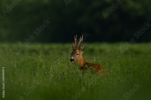 Roebuck capital in the grass