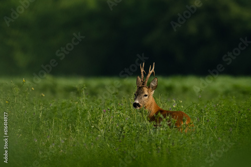 Roebuck capital in the grass