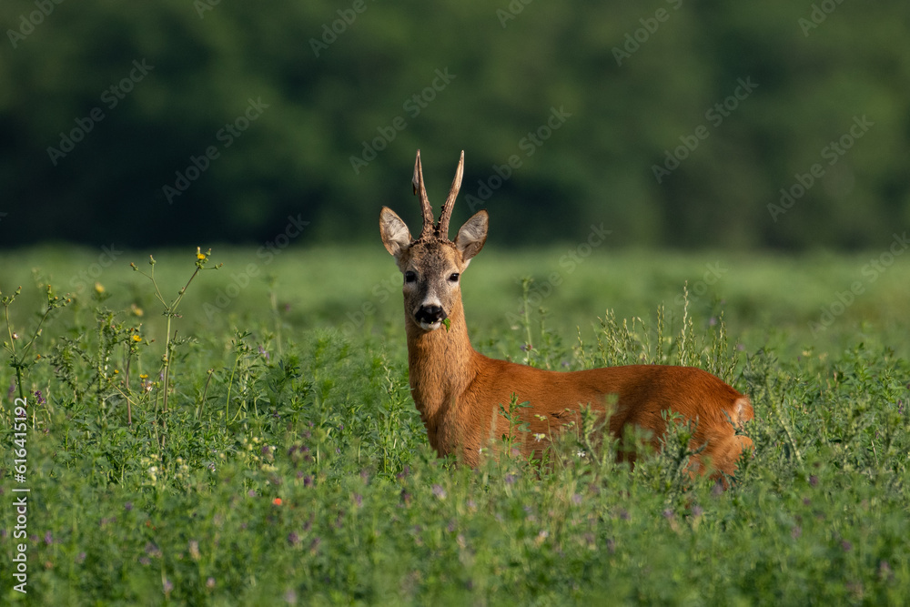 Roebuck capital in the grass