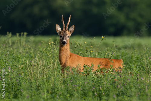 Roebuck capital in the grass