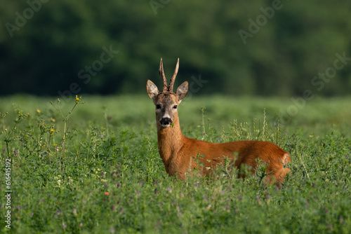 Roebuck capital in the grass