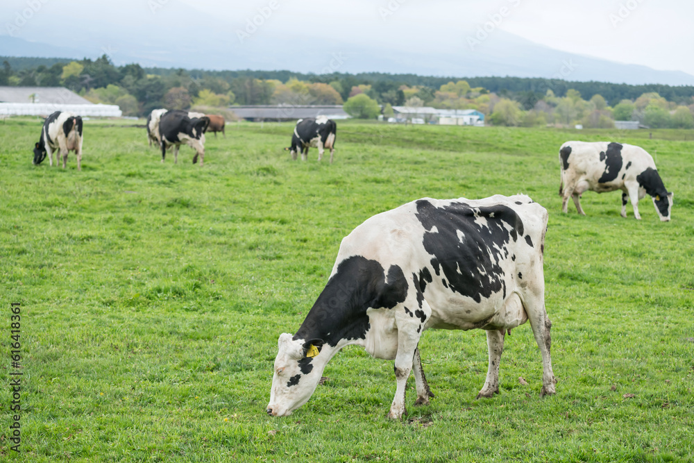 milk cows graze grass at Asagiri Kogen farm, Fujinomiya, Shizuoka