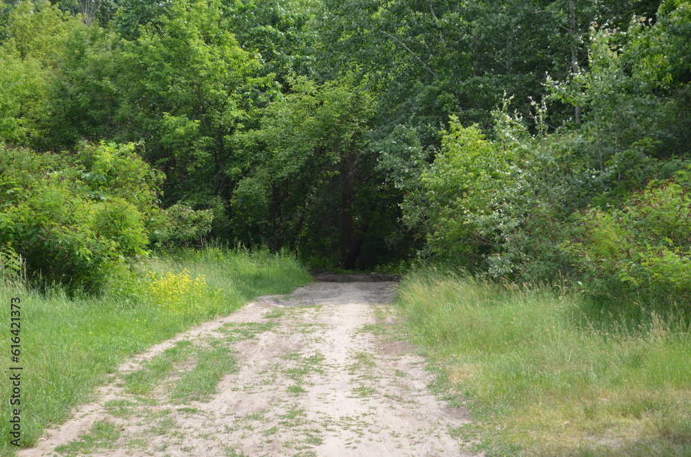 path in the woods path in the woods