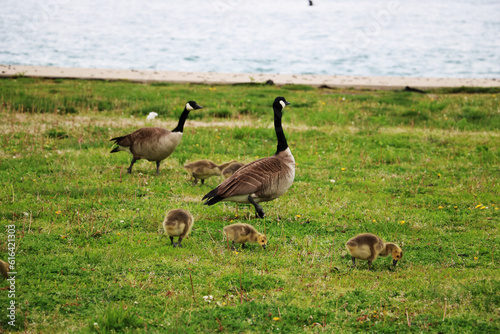 The Canadian goose, or kazarka, is a unique waterfowl