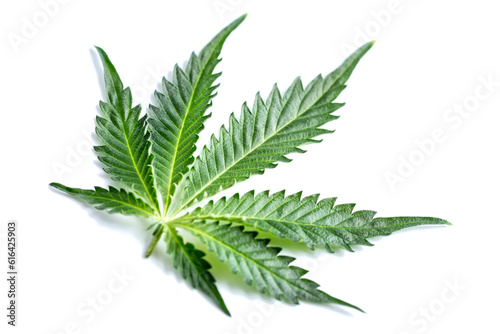 Green cannabis leaves isolated on white background.Cannabis is a standoff between a drug and a medicine.Medicinal indica with CBD. Growing medical marijuana.