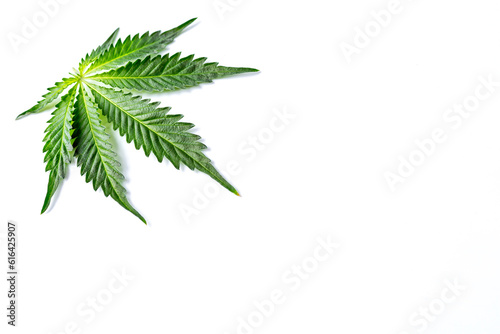 Green cannabis leaves isolated on white background.Cannabis is a standoff between a drug and a medicine.Medicinal indica with CBD. Growing medical marijuana.