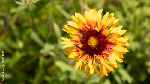 Wild flower gaillardia  in the nature