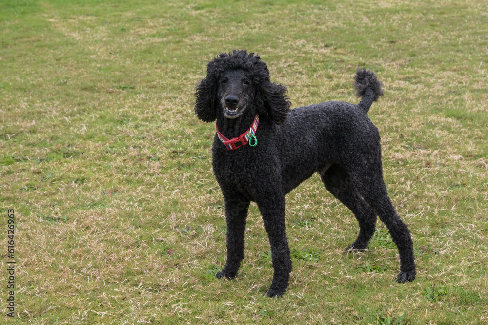 Black standard poodle standing in the grass smiling. Black standard poodle standing in the grass smiling.