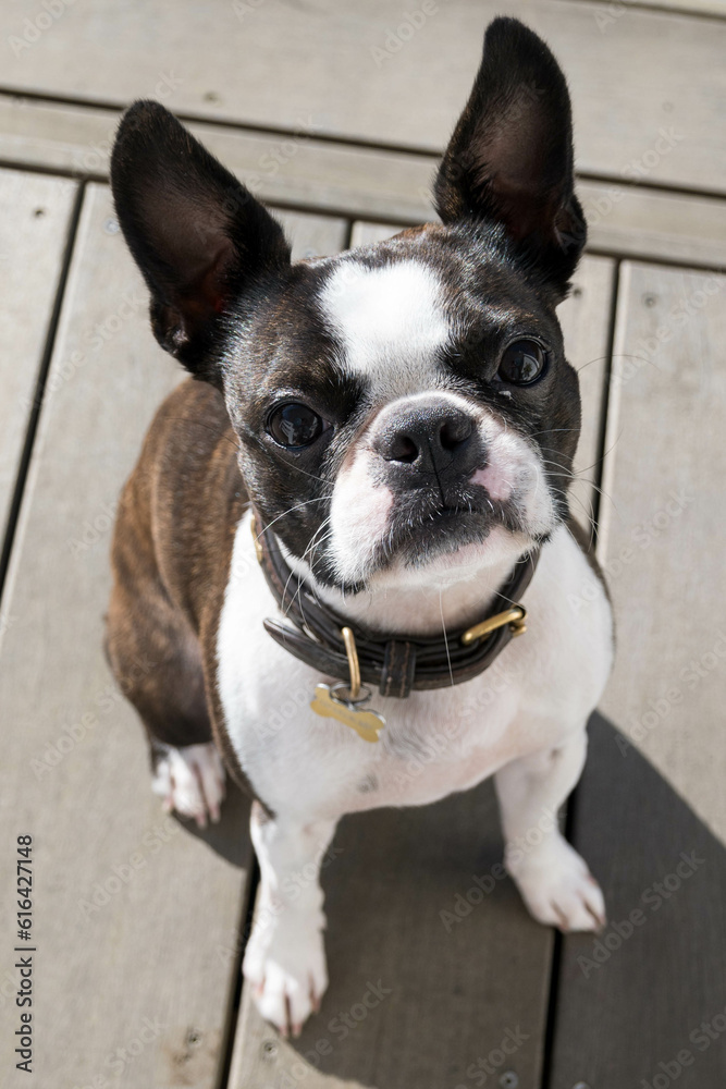 Cute Boston Terrier smiling up at camera.