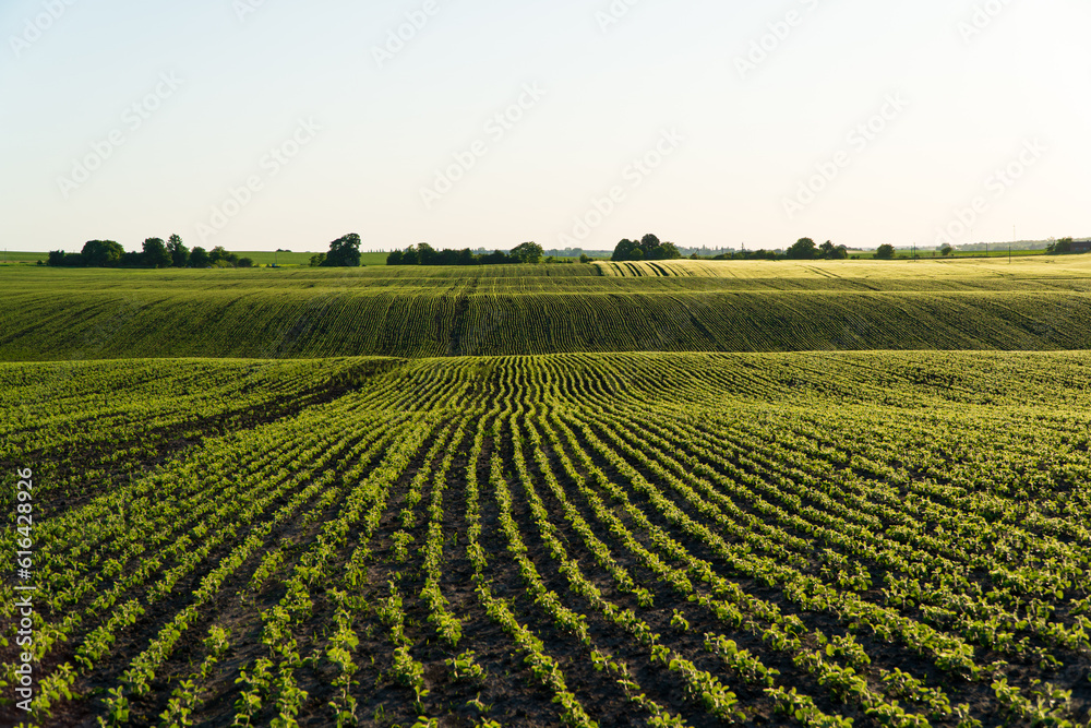 Rows of soy seedlings field. Young Soy Plants - obrazy, fototapety, plakaty 