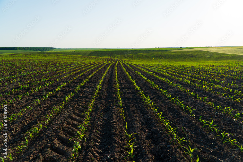 Open corn field at sunset. Corn bean fields in early summer season