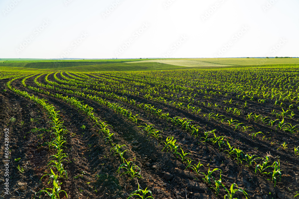Rows of corn seedlings field. Young Corn Plants