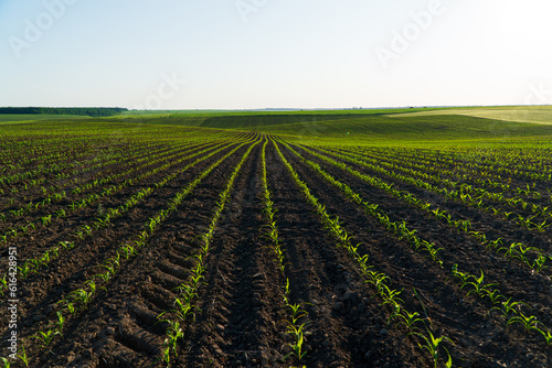 Open corn field at sunset. Corn bean fields in early summer season