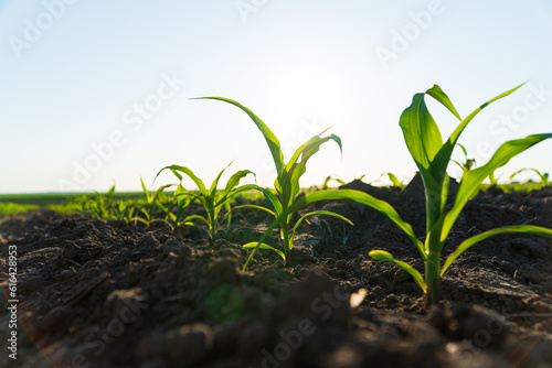 Fresh green sprouts of corn. Growing corn