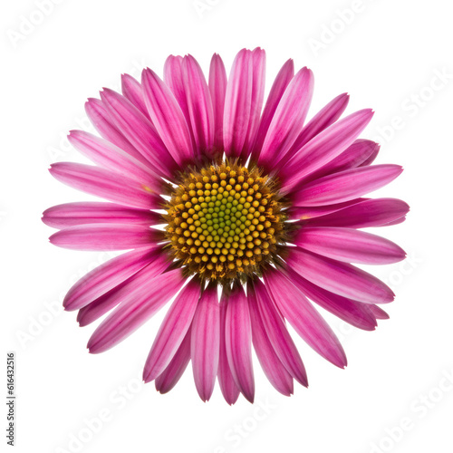 pink gerber daisy isolated on transparent background cutout