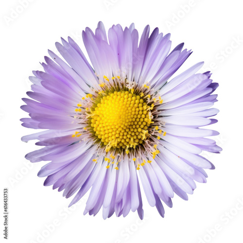 daisy flower isolated on transparent background cutout © Papugrat