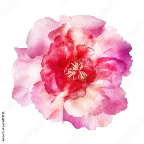 pink carnation flower watercolor isolated on transparent background cutout