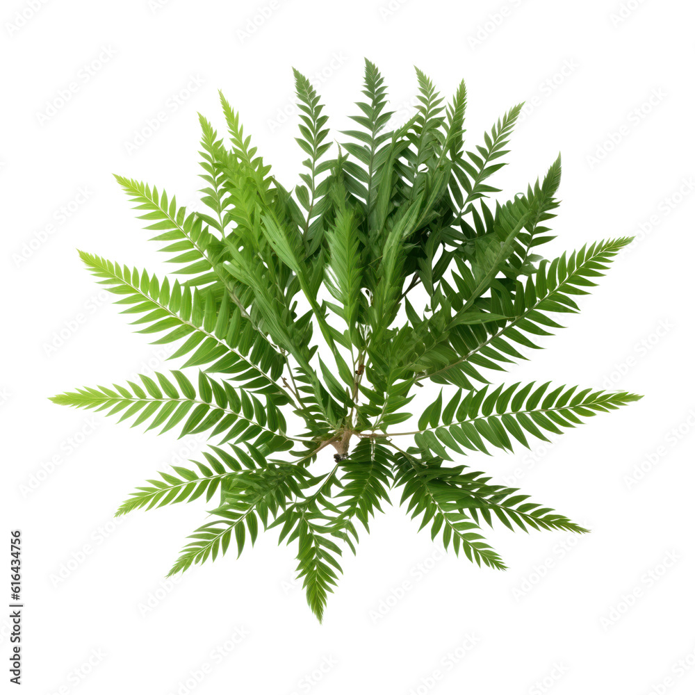 fern leaf isolated on transparent background cutout