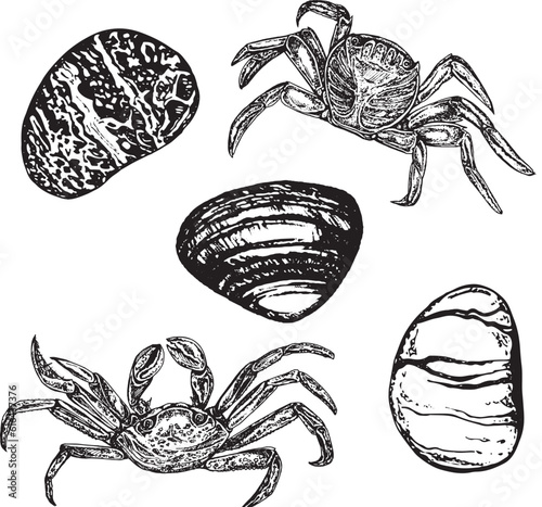 Nautical set, collection of crabs and stones. Black and white hand-drawn graphics translated into vector. The illustration is intended for design, printing on fabric, packaging
