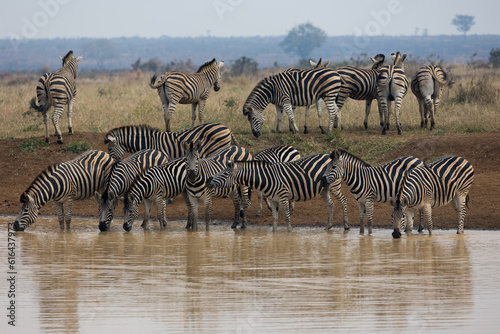 zebras drinking water in a row