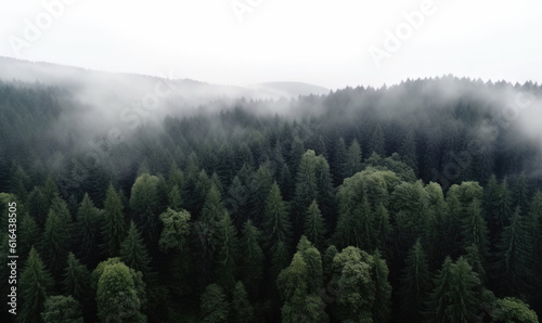 Lush Rainforest with morning fog © STORYTELLER