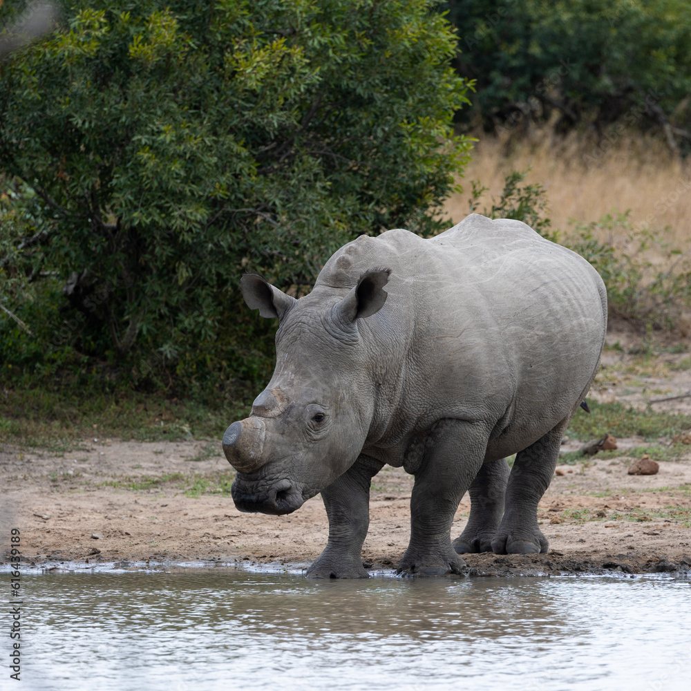 a dehorned white rhino at a waterhole a dehorned white rhino at a waterhole