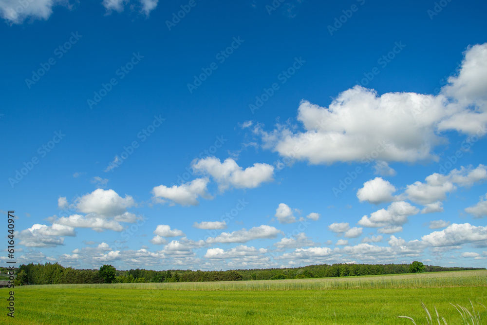 Piękne cumulusy małe chmurki nad polami rzepaku - obrazy, fototapety, plakaty 