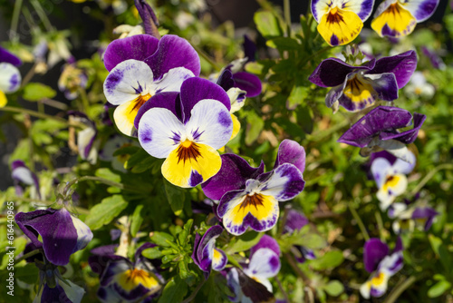 Purple Violet Pansies  Tricolor Viola Close up  Flowerbed with Viola Flowers  Heartsease  Johnny Jump
