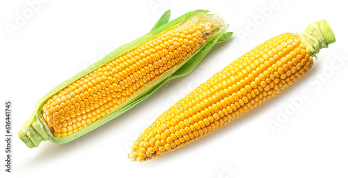 Maize cob or corn cob isolated on white background.