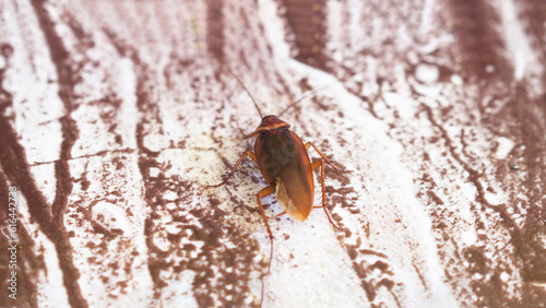 close-up of a reddish-brown cockroach crawling on a piece of floor
