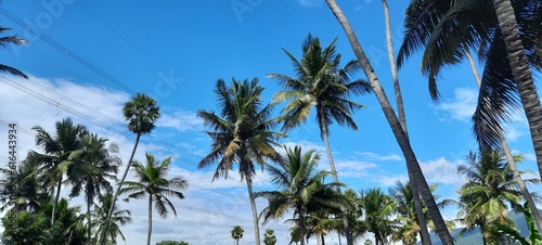 palm trees against blue sky © Pavun