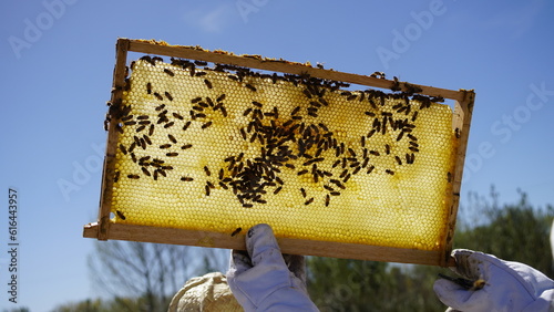 Abejas mielarias trabajando en el panal para producir miel pura ,multifloral, orgánica y agroecológica. Apiario en San Rafel, Mendoza, Argentina.