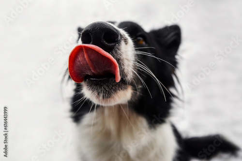 Isolated adorable cute border collie in winter season. Yummy.
