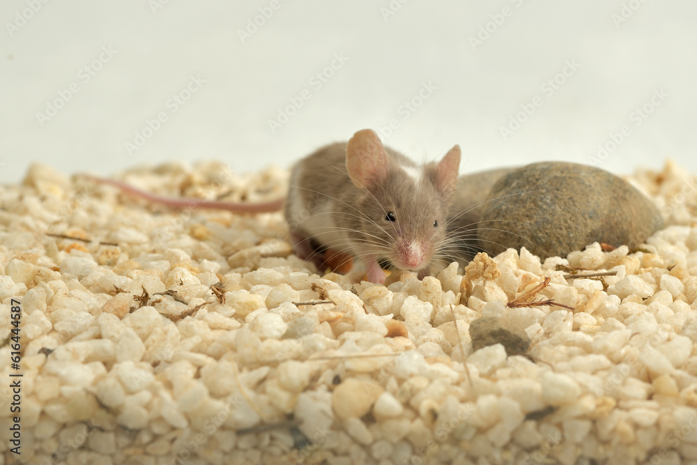ratón pequeño retozando en su jaula ratón pequeño retozando en su jaula
