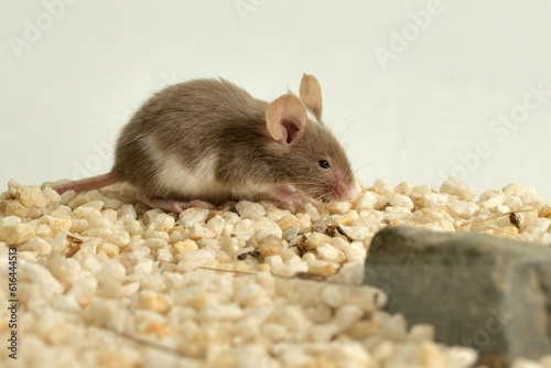 ratón pequeño retozando en su jaula 