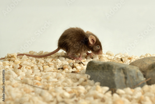 ratón pequeño retozando en su jaula  photo