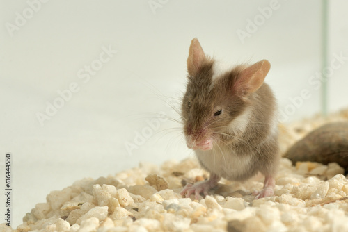 ratón pequeño retozando en su jaula  photo