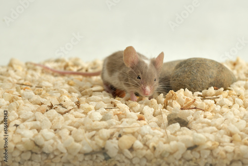 ratón pequeño retozando en su jaula 