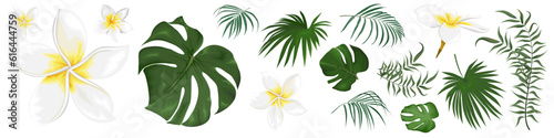 Large vector set of tropical plants and flowers on a white background. Frangipani, palm leaves and other tropical plants