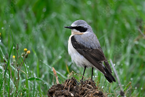 Northern wheatear // Steinschmätzer (Oenanthe oenanthe) - Evros Delta, Greece